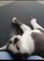 Louis (3)